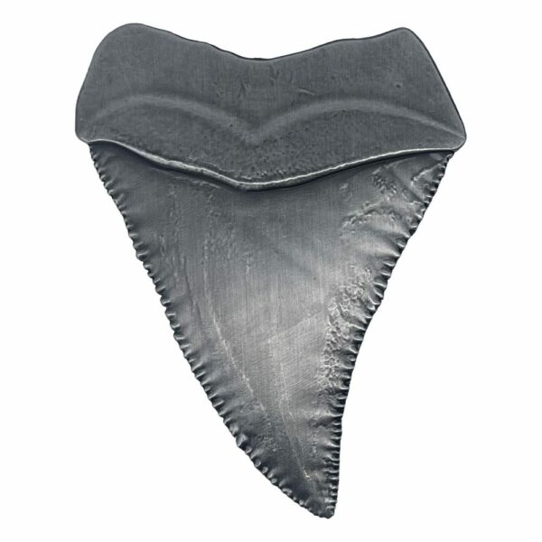 LES DENTS DE LA MER – Médaillon Jaws 50ème Anniversaire Shark Tooth Édition Limitée – Image 2